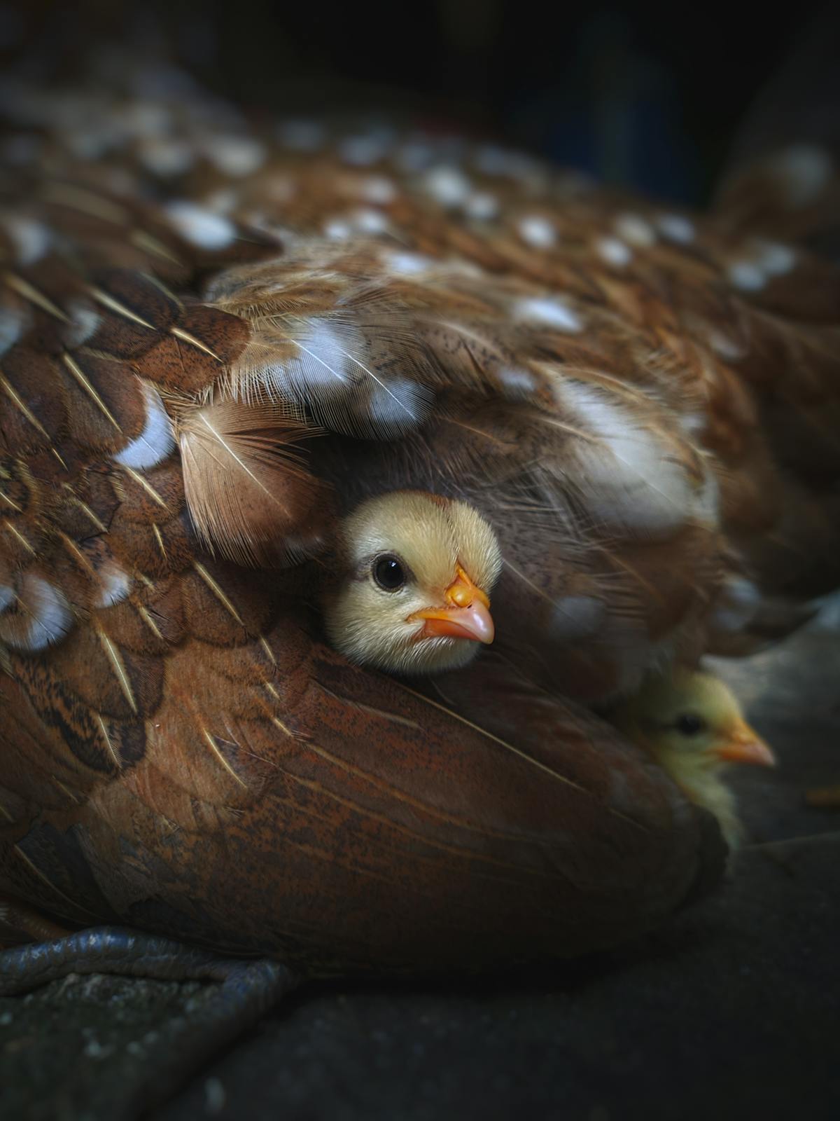 Pollito protegido bajo las plumas de su madre, mostrando plumaje sano